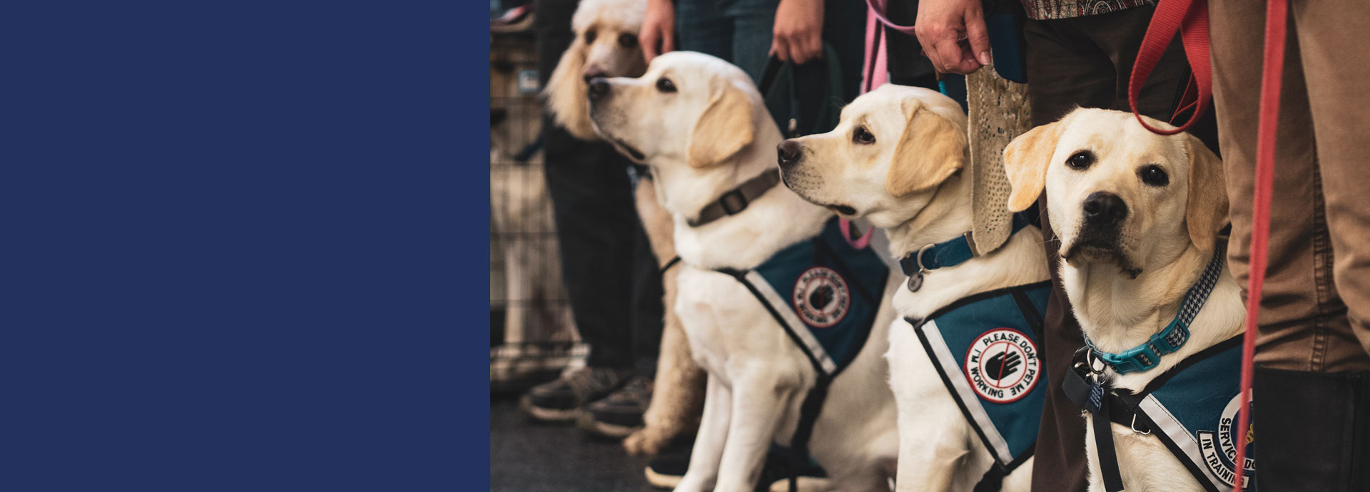 A line of service dogs in training wearing their working vests